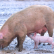 Image for article titled The 10 Most Surprising Origins of the Animals You Eat